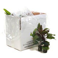 Pflanzenbox L - 15 hochwertige Aquarienpflanzen