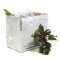 Pflanzenbox L - 15 hochwertige Aquarienpflanzen