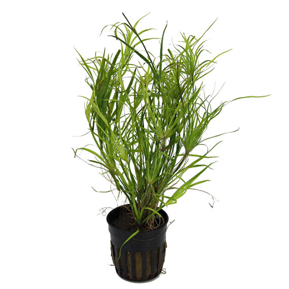 Juncus repens, Kriechende Binse