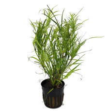 Juncus repens, Kriechende Binse