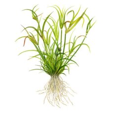 Juncus repens, Kriechende Binse