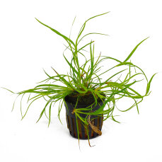 Juncus repens, Kriechende Binse