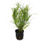 Juncus repens, Kriechende Binse