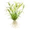 Juncus repens, Kriechende Binse