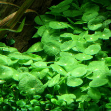 amerikanischer Wassernabel, Hutpilzpflanze - Hydrocotyle verticillata