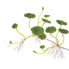 amerikanischer Wassernabel, Hutpilzpflanze - Hydrocotyle verticillata