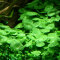 amerikanischer Wassernabel, Hutpilzpflanze - Hydrocotyle verticillata