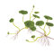 amerikanischer Wassernabel, Hutpilzpflanze - Hydrocotyle verticillata