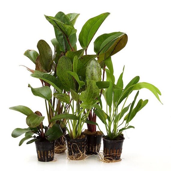 Echinodorus-Set 5 kräftige bewurzelte Aquarienpflanzen, für Mittel- und Hintergrund