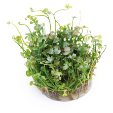 Marsilea hirsuta - Kleefarn Dennerle InVitro-Pflanze