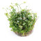 Marsilea hirsuta - Kleefarn Dennerle InVitro-Pflanze