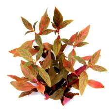 Alternanthera reineckii Red Ruby von Dennerle im Topf