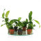 7 Anubias verschiedene Arten für Aquarien mit Buntbarschen