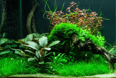 Aquarium Pflanzenset für 300 Liter - Layout 95 von Tropica