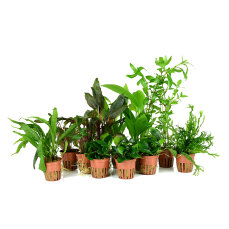 Wasserpflanzenset für 80 cm Aquarium 96 Liter -...