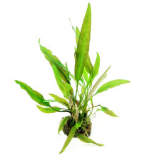 genoppter Wasserkelch - Cryptocoryne usteriana Dennerle...
