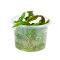 genoppter Wasserkelch - Cryptocoryne usteriana Dennerle Meristem