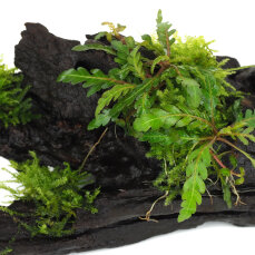 Hygrophila pinnatifida mit Moos auf Wurzel