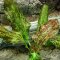 Echinodorus Green Flame - Grüngeflammte Schwertpflanze