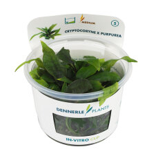 Cryptocoryne x purpurea InVitro Aquarienpflanze von Dennerle