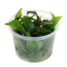 Cryptocoryne x purpurea InVitro Aquarienpflanze von Dennerle