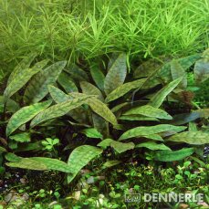 Cryptocoryne x purpurea InVitro Aquarienpflanze von Dennerle
