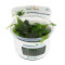 Cryptocoryne x purpurea InVitro Aquarienpflanze von Dennerle