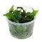 Cryptocoryne x purpurea InVitro Aquarienpflanze von Dennerle