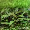 Cryptocoryne x purpurea InVitro Aquarienpflanze von Dennerle
