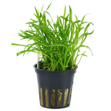 Lilaeopsis brasiliensis - Neuseelandgras