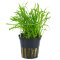 Lilaeopsis brasiliensis - Neuseelandgras