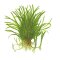 Lilaeopsis brasiliensis - Neuseelandgras