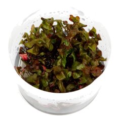 Große Rotala - Rotala macrandra Jungpflanzen im Aufzuchtbecher