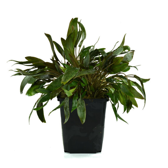 Cryptocoryne wendtii brown Mutterpflanze