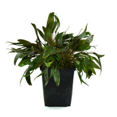 Cryptocoryne wendtii brown Mutterpflanze