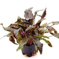 Cryptocoryne wendtii brown Mutterpflanze