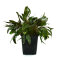 Cryptocoryne wendtii brown Mutterpflanze