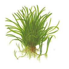 Lilaeopsis brasiliensis Laborzüchtung, garantiert algenfrei