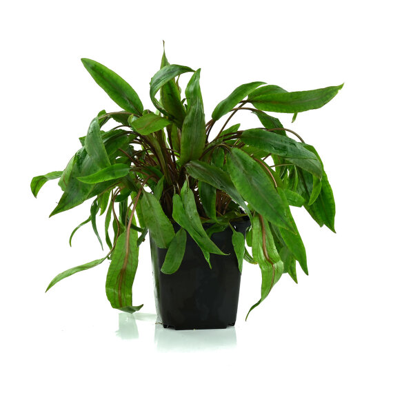 Cryptocoryne undulata Mutterpflanze