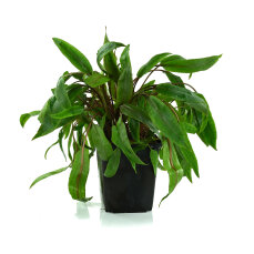 Cryptocoryne undulata Mutterpflanze