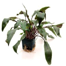 Cryptocoryne undulata Mutterpflanze
