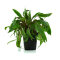 Cryptocoryne undulata Mutterpflanze