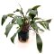 Cryptocoryne undulata Mutterpflanze