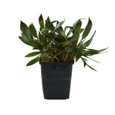 Cryptocoryne petchii Mutterpflanze