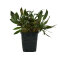 Cryptocoryne petchii Mutterpflanze