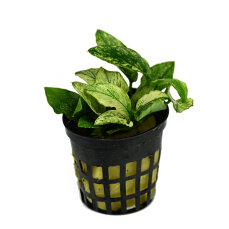 Geschecktes Zwergspeerblatt - Anubias barteri var. nana Pinto Dennerle