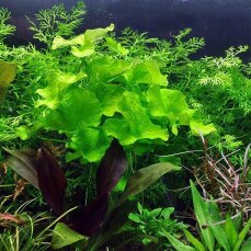 Nymphoides hydrophylla Taiwan - Wasserblättrige Seekanne getopft