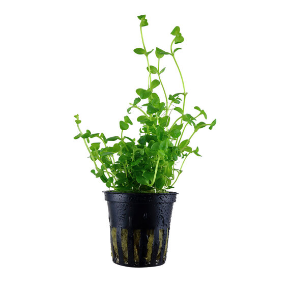 Bacopa australis, Aquariumpflanze für schattige Orte