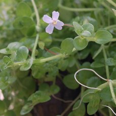 Bacopa australis, Aquariumpflanze für schattige Orte