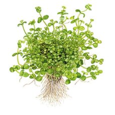 Bacopa australis, Aquariumpflanze für schattige Orte